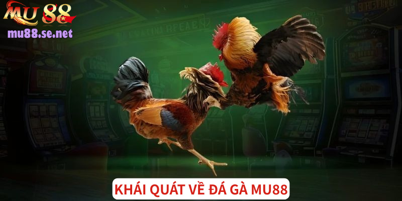 Giới thiệu tổng quan về sảnh đá gà uy tín số 1 hiện nay